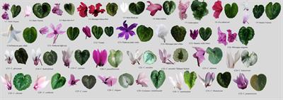Characterization of Cyclamen genotypes using morphological descriptors and DNA molecular markers in a multivariate analysis